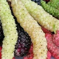 تولید نهال توت موزی|خدمات باغبانی و درختکاری|اژیه, |دیوار