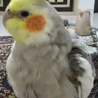 عروس هلندی گم شده