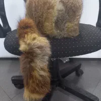 کلاه روسی اورجینال|لباس|ری, دولتآباد|دیوار