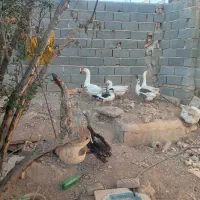 برای جابه جای به فروش میرسد|حیوانات مزرعه|شریفآباد, |دیوار