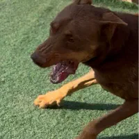 دوبرمن سگ نگهبان گارد روتوایلر|سگ|تهران, توحید|دیوار