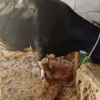 گاوسیمینتال خوش خوراک30 کیلو شیر17روز ب زایمان