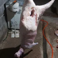 روده گوسفند