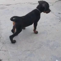 توله دوبرمن اصل