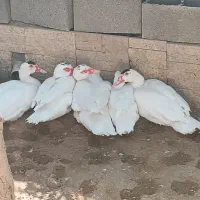 اردک اسرائیلی یا موسکویی