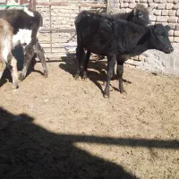 گوساله ماده|حیوانات مزرعه|اراک, |دیوار