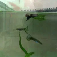 ماهی کپی|ماهی|تبریز, |دیوار