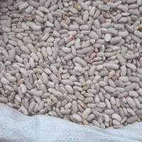 لوبیا|عمده‌فروشی|چناران, |دیوار