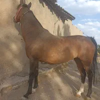 فروش مادیان عرب کرد|اسب و تجهیزات اسب‌سواری|ملایر, |دیوار