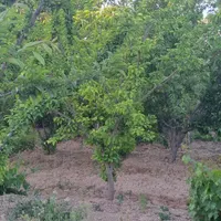 باغ چهاردیواری مادرسند دولت آباد ۶۰۰ متر|فروش خانه و ویلا|اصفهان, باغ فدک|دیوار