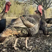 خروس محلی+بوقلمون نر|حیوانات مزرعه|مشگین شهر, |دیوار