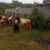 فروش بز سرحال بشرط