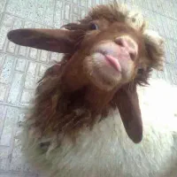 بره زنده همه وزن کشتاری