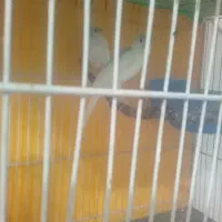 قناری|پرنده|مشهد, بلال|دیوار