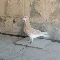 نر سرور پلاکی و ی جفت جوجه خوشرنگ و ی نر خوشرنگ|پرنده|نجف‌آباد, امام خمینی|دیوار
