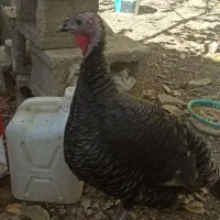 بوقله نر و ماده هفت ماهه واکسن زده|حیوانات مزرعه|یاسوج, |دیوار