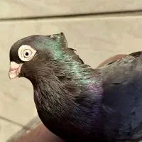 ماده صرب ۲ عدد جوان|پرنده|آبادان, |دیوار