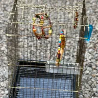 قفس کاسکو با لوازم|لوازم جانبی حیوانات|فومن, |دیوار