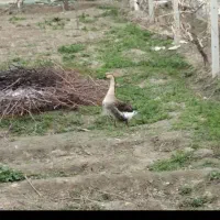 قوقاز نر اوکراینی مولد