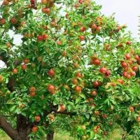 کاردرمنزل بصورت همکاری در فروش میوه