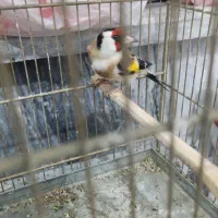 سهره تازه قیمت مقطوع|پرنده|بروجرد, |دیوار