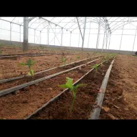 فروش گلخانه- شاهین شهر|فروش دفتر صنعتی، کشاورزی، تجاری|شاهین‌شهر, مورچه خورت|دیوار