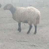 گوسفند آبستن ۴ ماه|حیوانات مزرعه|ماهدشت, |دیوار
