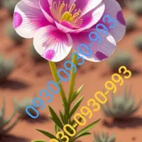 شماره رند|سیم‌کارت|اهواز, کیانپارس |دیوار