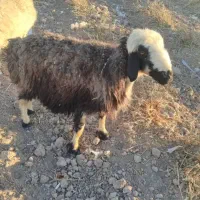 فروش بزومیش آدرس صفاشهر