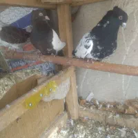 کبوتر سینه ای وطوقی