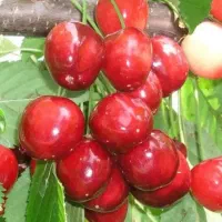 بن دار باکیفیت و اصلاح شده از باغ مادری نهالستان|خدمات باغبانی و درختکاری|سنندج, |دیوار