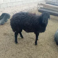 بره قوچی|حیوانات مزرعه|نیشابور, شهرک فیروزه|دیوار