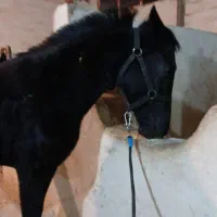 باشگاه  پانسیون  اسب