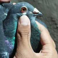 کبوتر چاپی|پرنده|زهک, |دیوار