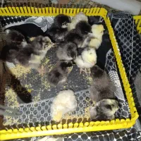 جوجه گلین با کیفیت چناران|حیوانات مزرعه|مشهد, شهرک امام هادی (شهرک غرب)|دیوار