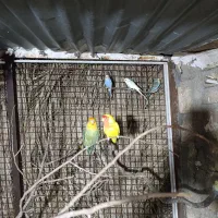 طوطی مرغ عشق