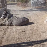 خر نر جوان گوسفندی|حیوانات مزرعه|قوچان, |دیوار