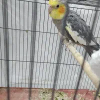 عروس هلندی خاکستری نر|پرنده|خورموج, |دیوار