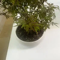 افرا بنسای|گل و گیاه طبیعی|تهران, استاد معین|دیوار