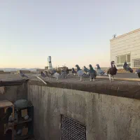 سلام 16حیون پرشی به زمانت حیوان شب روز ندارن|پرنده|تربت‌حیدریه, ده پائین|دیوار