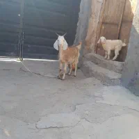 یک راس بز زایده شکم اولی خشکل .بره . میش