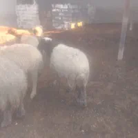 گوسفند میش|حیوانات مزرعه|رامهرمز, |دیوار