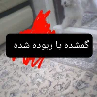 سگ تمام سفید گمشده یا ربوده شده|حیوانات|نیشابور, فرح بخش|دیوار