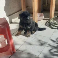 فروش ژرمن|سگ|تهران, درکه|دیوار