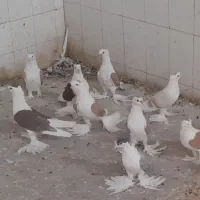 کبوترپشتی کاکل پرپا