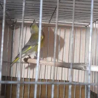 سهره و قناری.(برزیلی)|پرنده|پاکدشت, شهرک امام رضا|دیوار