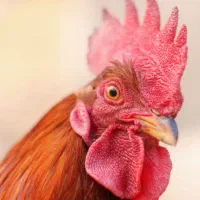 معاوضه خروس با مرغ