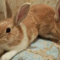 خرگوش بالغ نر