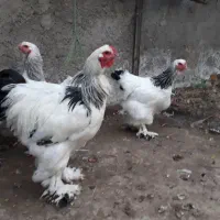 خروس برهمایک