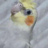 عروس هُلندی|پرنده|چهاردانگه (تهران), |دیوار